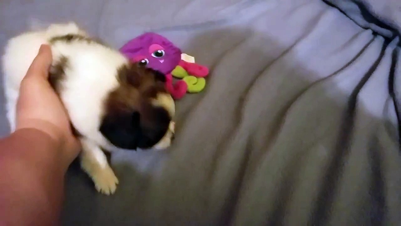 Papillon Puppy  China