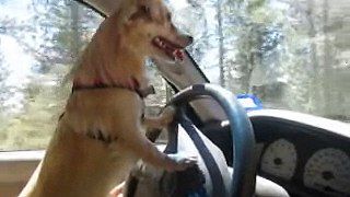 To Hell With Self-Driving Cars, Teach Your Dog to Drive Instead