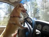 To Hell With Self-Driving Cars, Teach Your Dog to Drive Instead