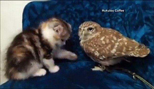 Funny Videos Clips I Funny Cat Videos I Funny Pranks For kids