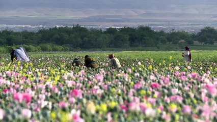 O lucrativo mercado da papoula