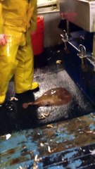 Ce pêcheur essaye de soulever une raie électrique dans le bateau LOL