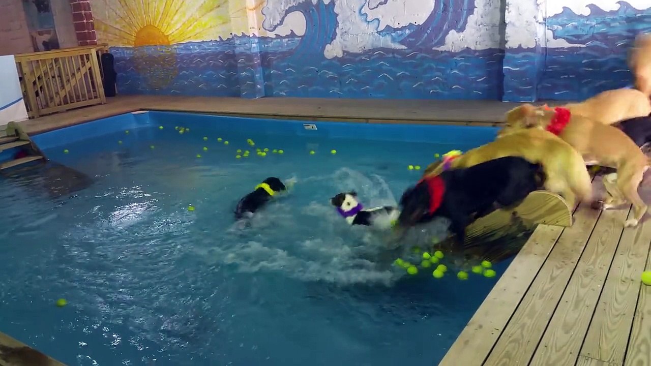 Piscine & balles de tennis ? Grosse Pool Party pour ces chiens hahaha