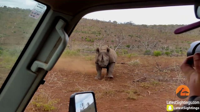 Grosse charge d'un Rhinocéros sur une voiture dans le parc Krueger en Afrique du sud