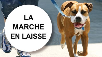 [Tuto éduc] Apprendre la marche en laisse à son chien | Catedog