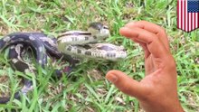 Snake bites: woman films rat snake and touches it, is surprised it tries to bite her - TomoNews