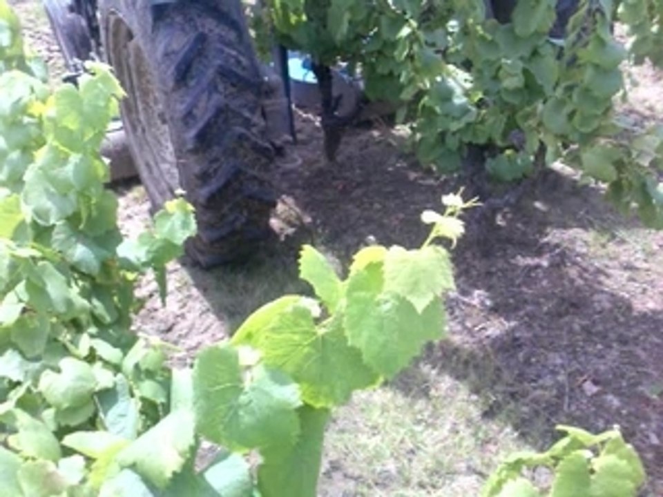 Tonte dans les Vignes ..
