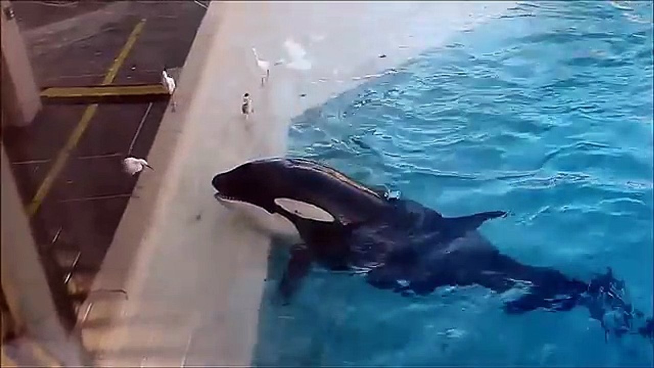 Killer Whale Uses Fish As Bait To Catch Birds