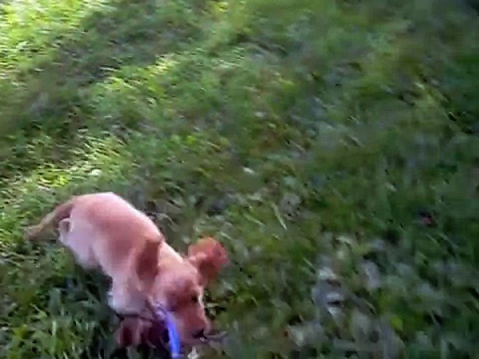 2013.08.28 SUPERB AS EXIGE Xilander "TOFFEE" cocker spaniel na spacerku