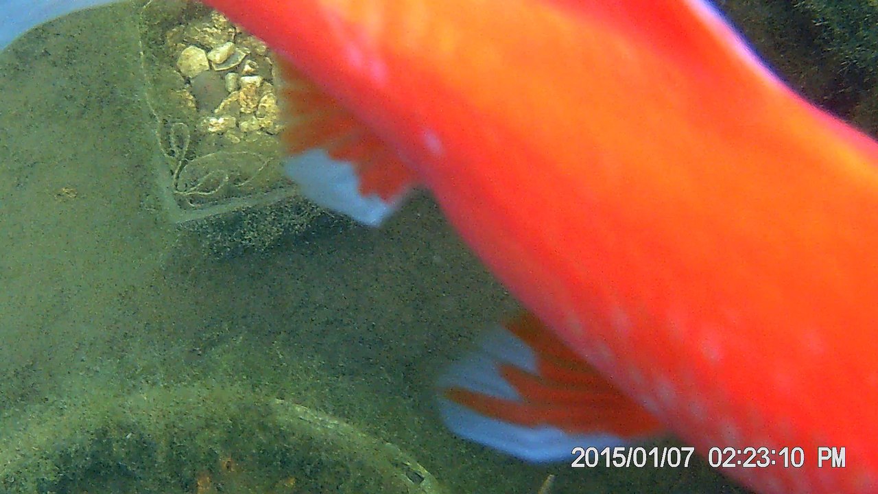 le frai dans le bassin hors-sol