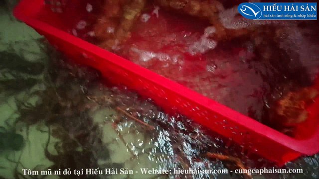 Cung cấp mũ ni đỏ - Tôm mũ ni sống giá tốt - Size khủng - Hàng hiếm