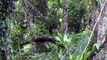 Yowie in Daintree Rainforest, Australia (HD)