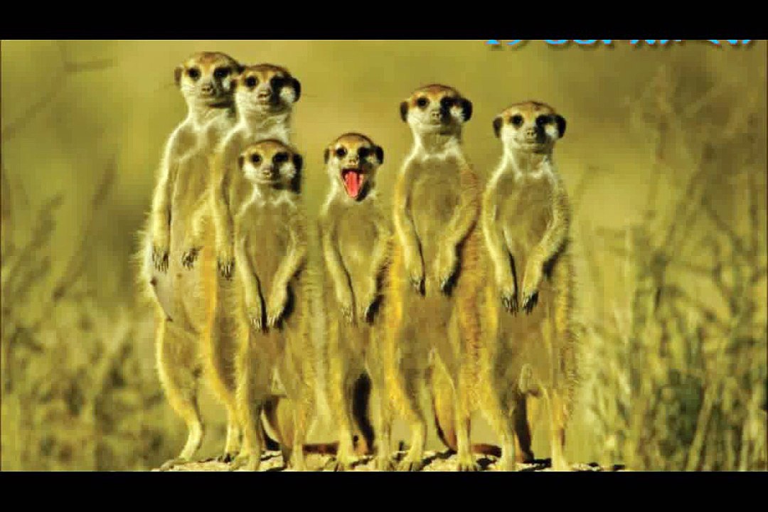 19 აპრილი / 19 April