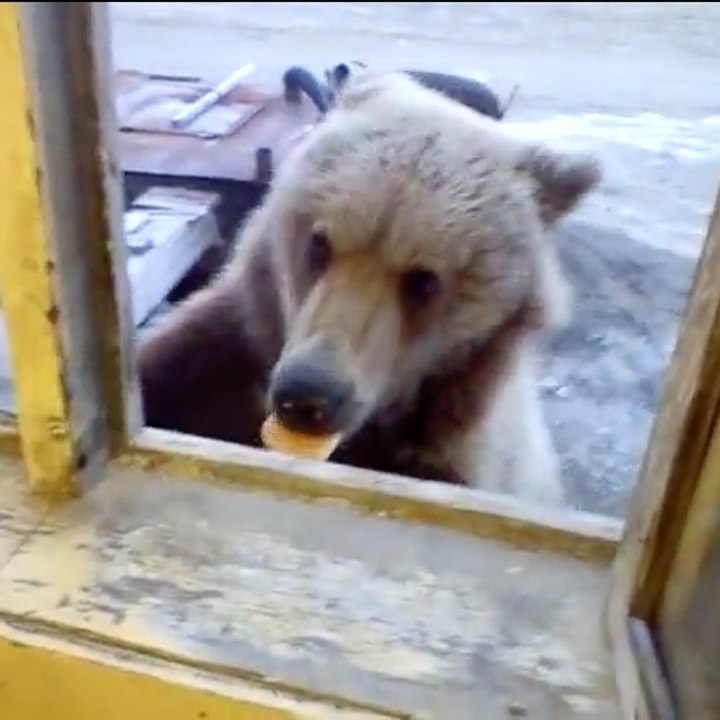 Solo en Siberia...