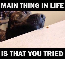 The dog isn't giving up!  :)