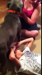 Kid drinks milk from dog