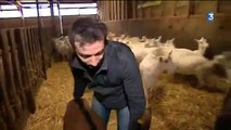 Jérôme Clochard et Douce, la star du salon de l'agriculture 2013, dans France 3 Poitou Charentes