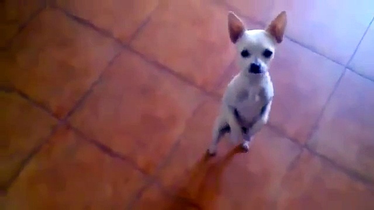 Ce chien a le rythme dans la peau quand il danse un flamenco !