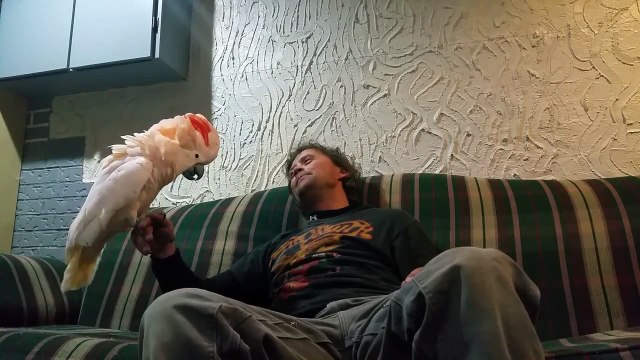 Cet homme demande à son perroquet s'il l'aime, mais la réaction de ce dernier est à mourir de rire