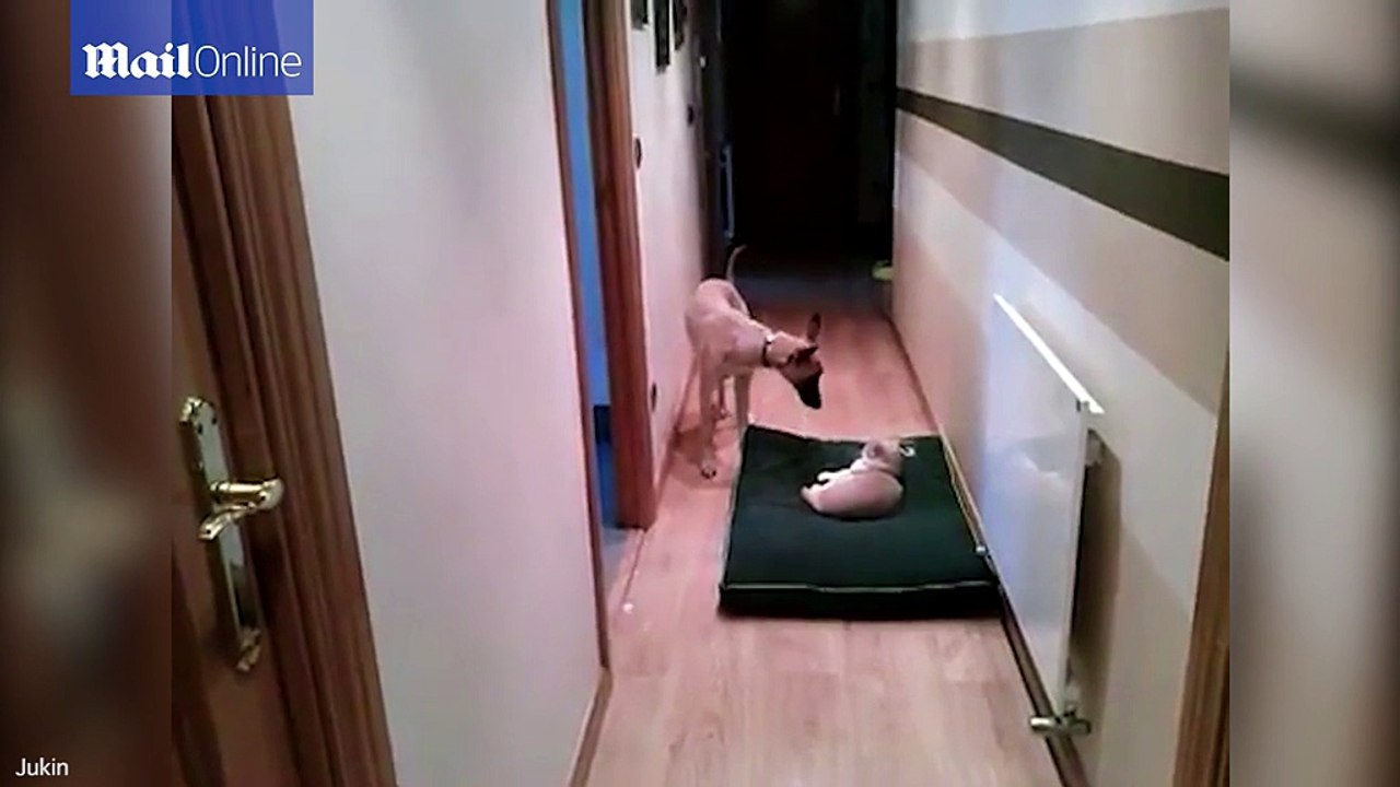 Adorable dog tries everything to push cat off his stolen bed