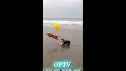 Right Moment Beach Pics - Funny Fail Compilation  | OPTV