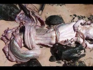 Real Mermaid Found - Proof of Mermaids Existence 2016 ★ OPTV