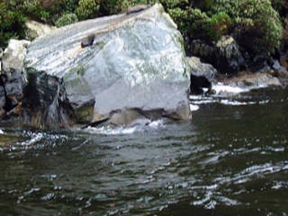 Phoque