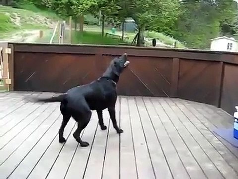 Мечты сбываются! Собака в шоке )))