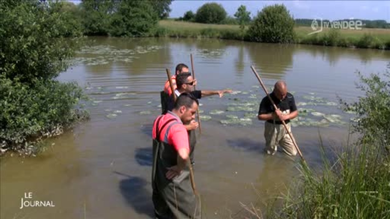 Plantes aquatiques : Opération arrachage (Vendée)
