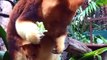 Naissance d'un Kangourou dans le ventre de sa mère au Zoo de Perth... Cute !