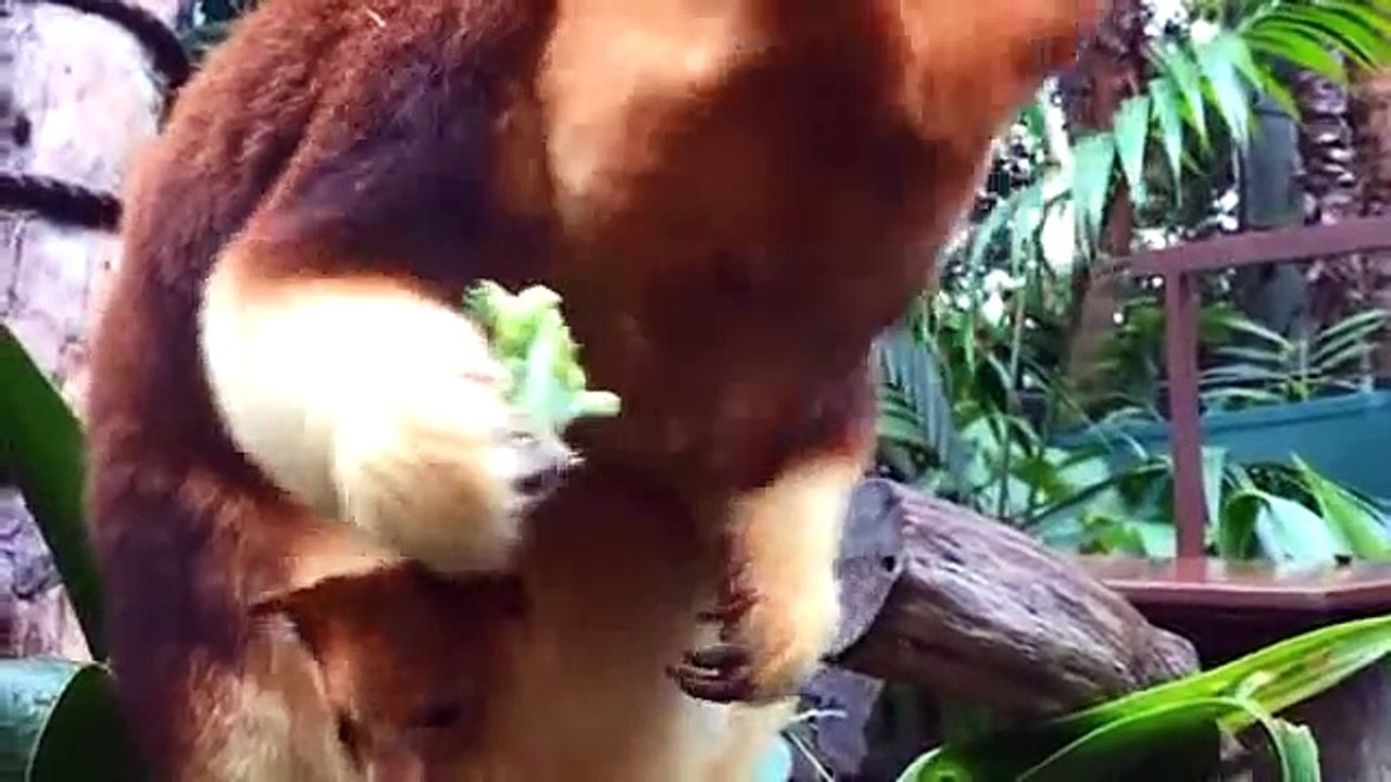 Naissance d'un Kangourou dans le ventre de sa mère au Zoo de Perth... Cute !