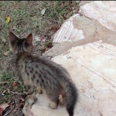 Um gatinho e um macaquinho brincam juntos