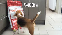 What a Beagle needs  How To Take Care of a Beagle with cute dog Louie