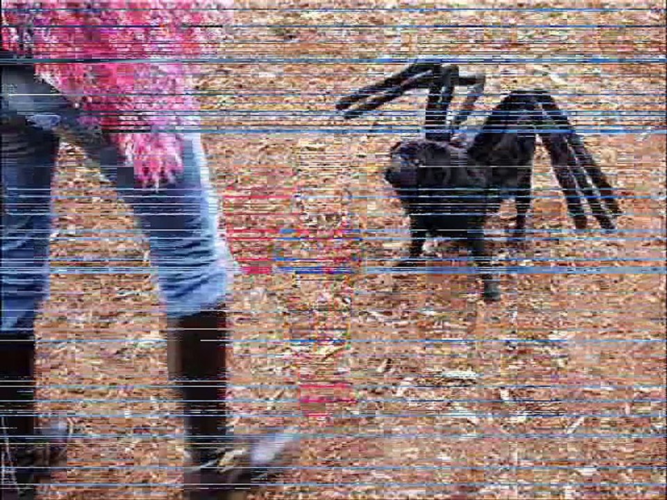 Why Dogs Bite People (VERY Funny and Cute Dog Pictures)