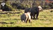 Biggest Wild Animal Fights - Rhino vs elephant Lion, tiger crocodile - Fighting Animals