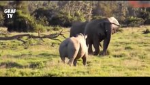 Biggest Wild Animal Fights - Rhino vs elephant Lion, tiger crocodile - Fighting Animals