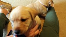 Yellow Labrador Retriever Puppies playing 6 weeks CUTE explosion (Buc~A~Buc Farm)