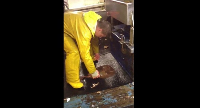 Des pêcheurs essaient d'attraper une raie électrique