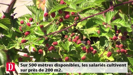 La clinique Pasteur cultive ses propres produits grâce à son jardin potager