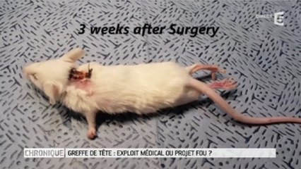 Zapping Télé du 23 juin 2016 - TROUBLANT : Greffe de tête sur une souris !