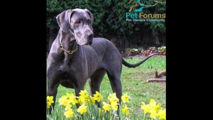 TOP 15 CUTEST DOG BREEDS