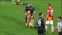Two cute DOGS interrupt Football Game -Two uninvited guests enter the field during football game