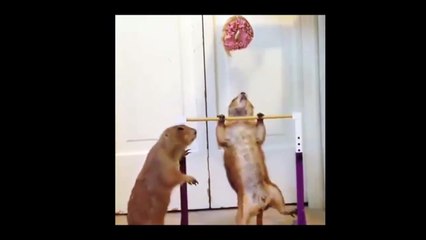 Funny animals - Chipmunks in real life - Just 2 squirrel do fitness