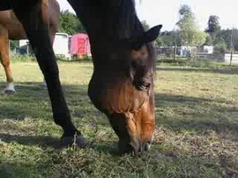 Lupin, Spirou, Domino et les mouches!!!!!