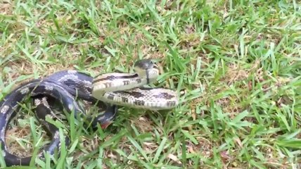 Une femme veut jouer avec un serpent mais va le regretter...