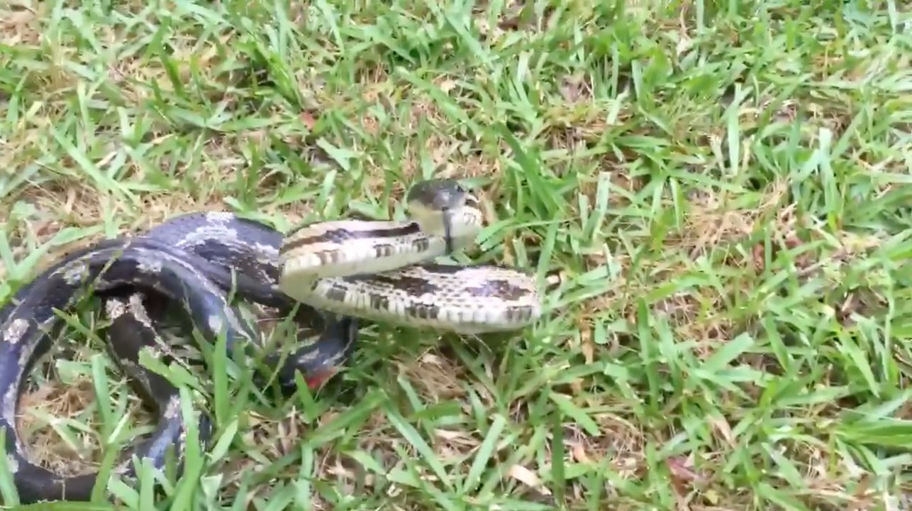 Une femme veut jouer avec un serpent mais va le regretter...