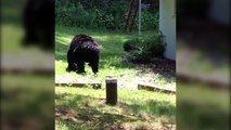 Quand un ours noir se met à marcher comme un humain