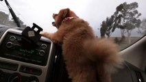 Dog tries to attack windscreen wipers