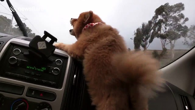 Dog tries to attack windscreen wipers