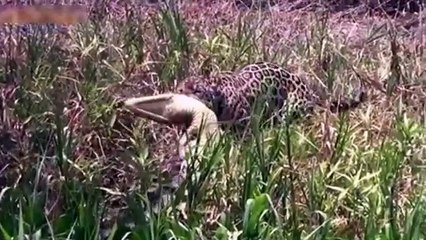 Wild_Animals_Fight_To_The_Death_HD_(Lion,_White_Lion,Tiger,Leopard,Snow